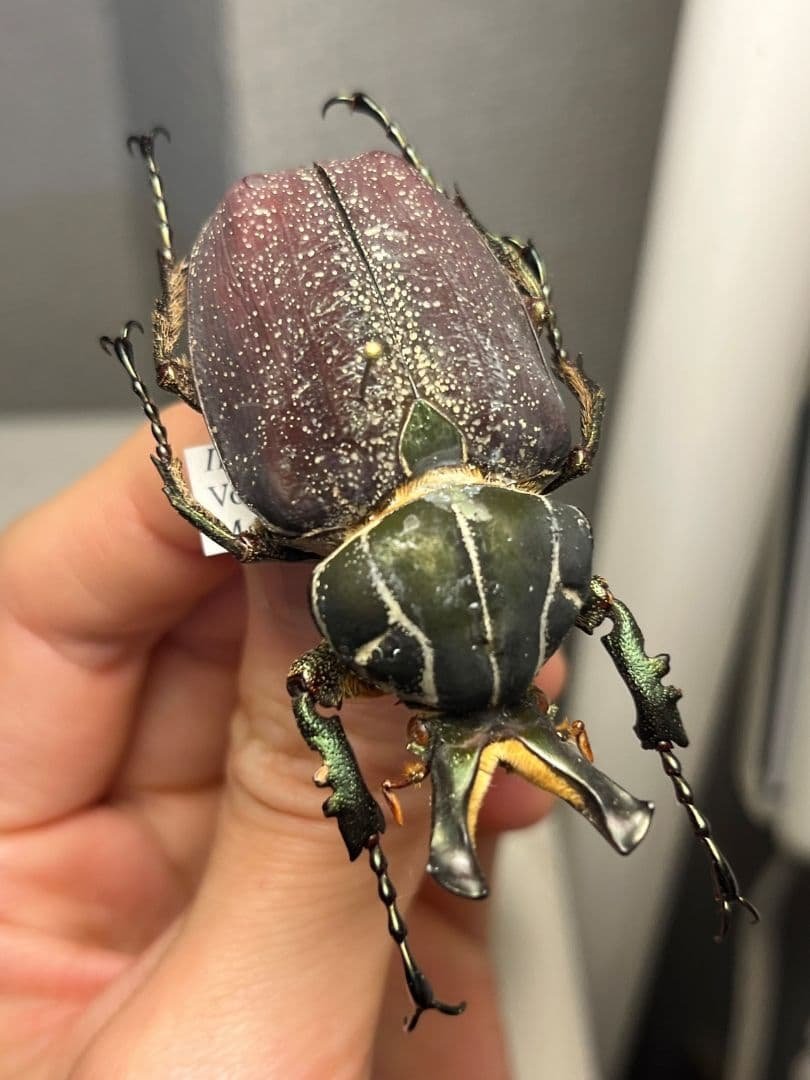 【56mm】インカツノコガネ メキシコ産 昆虫標本 ハナムグリ