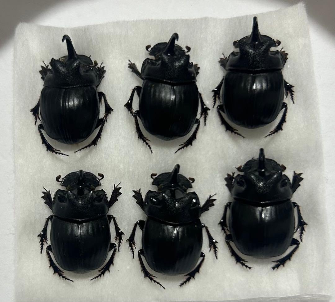 専用　標本　ダイコクコガネ　6頭