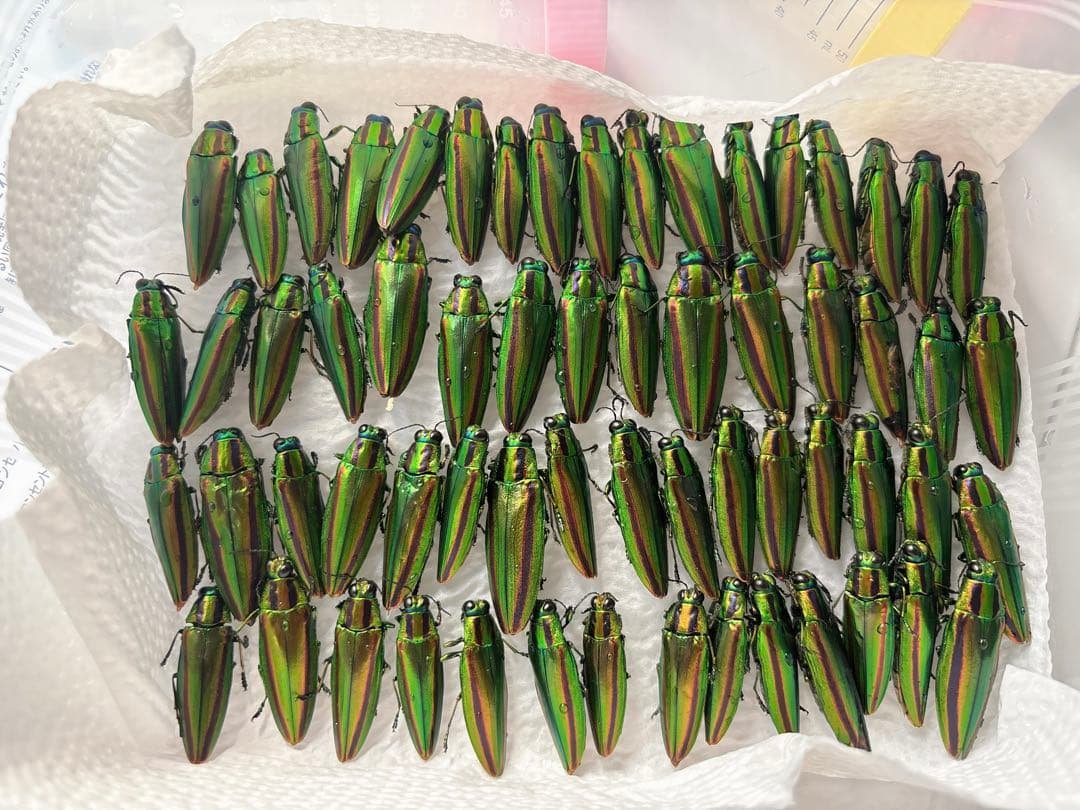 渡*辺様 緑色の昆虫標本 約50匹セット ヤマトタマムシ標本 装飾