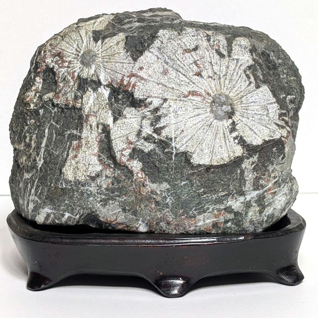 菊花石　鑑賞石　天然石　オブジェ　置物