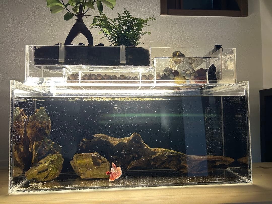 アクリル水槽 上部濾過アクアポニックス