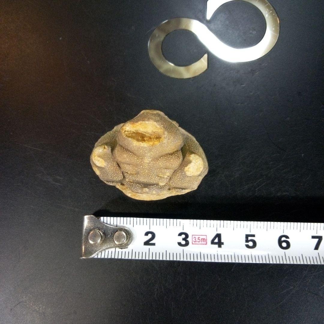 三葉虫　南米産　化石　fossil　ボリビア産　trilobite　南米化石郡①