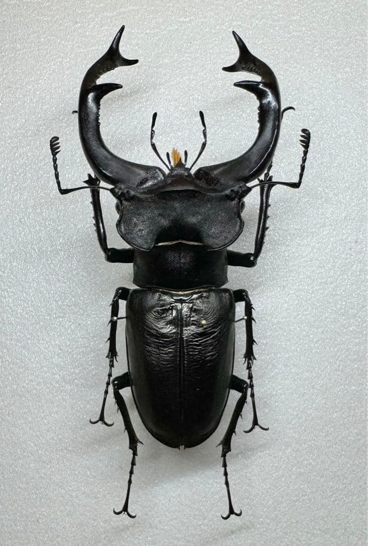 大型良型 ユダイクスミヤマクワガタ 90㎜ 飼育品 標本